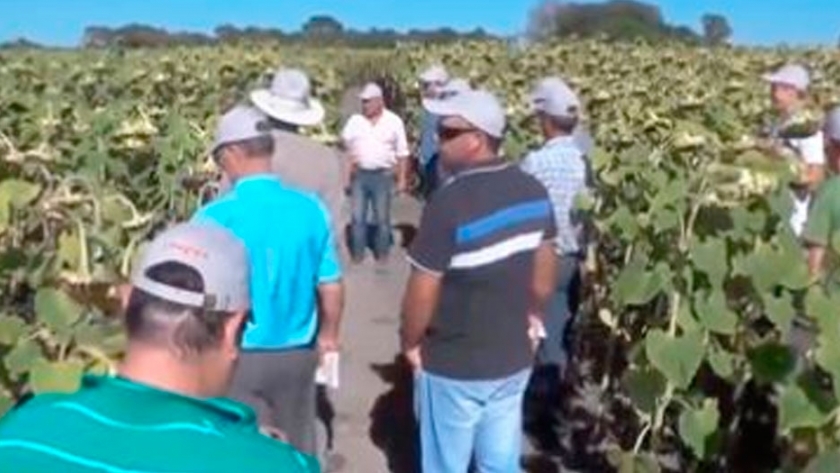 Limagran agranda su paleta girasolera