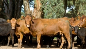 Recomendaciones para la prevención del estrés térmico por calor en bovinos de producción