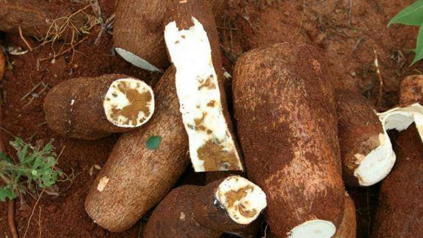 La yuca rica en hierro y zinc podría mejorar las dietas y la salud en África Occidental