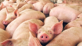 Argentina concretó el primer envío de carne de cerdo a China con valor agregado