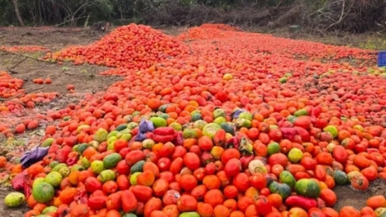 La producción de tomate en Jujuy enfrenta una fuerte crisis por el clima, la caída de precios y la competencia de las importaciones