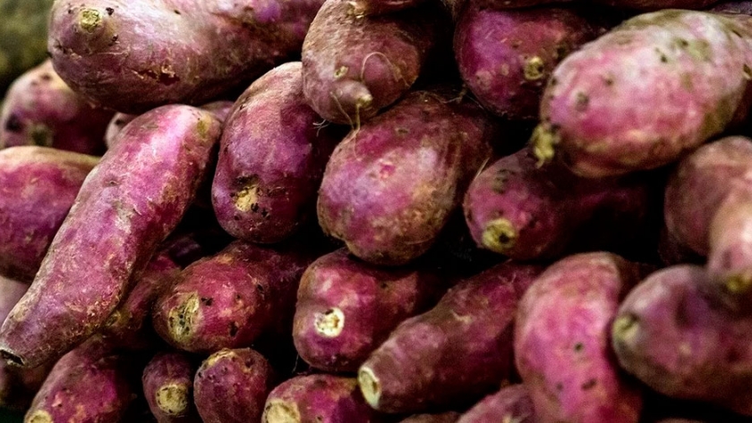 Primera vez: una firma argentina exportará batatas a Inglaterra