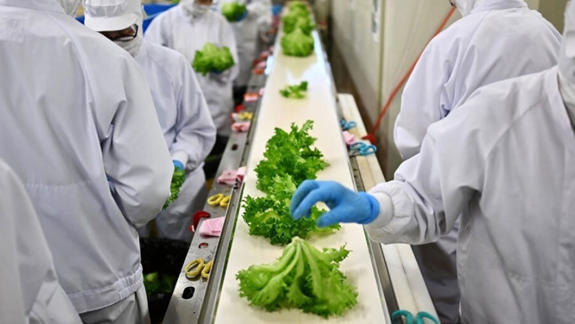 Sin tierra ni pesticidas: Japón impulsa "fábricas de lechugas" a gran escala