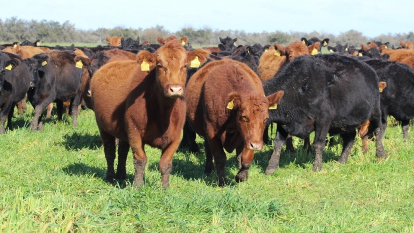 El MAG de Cañuelas no logró superar las 21.000 cabezas de ganado en la semana