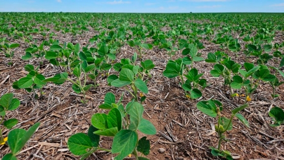 Advierten por un deterioro de la fertilidad en suelos agrícolas y crecen las respuestas de soja y girasol a la fertilización