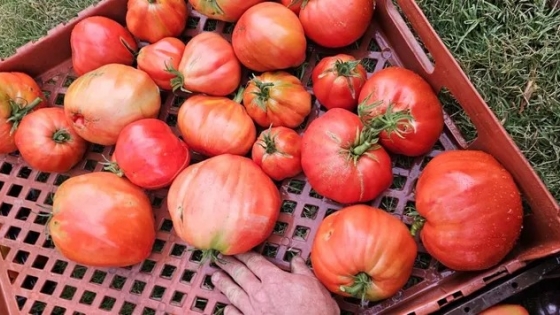 En Centenario producen tomates antiguos y reliquias