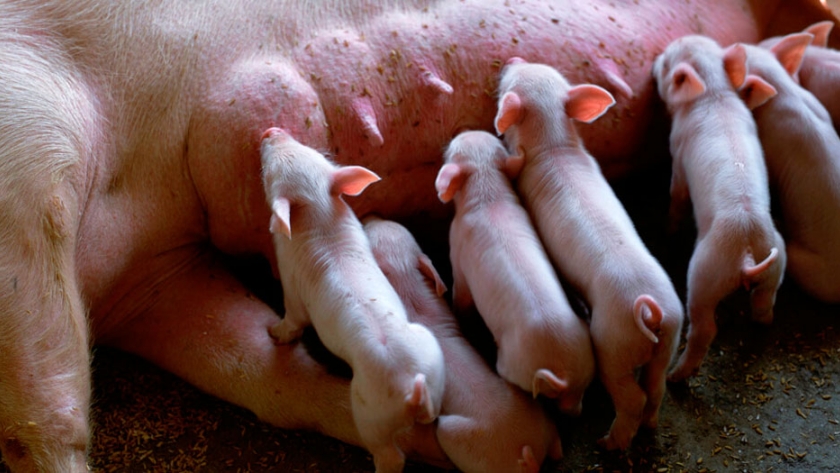 ¿Cómo mejorar el manejo de la nutrición de cerdas lactantes?