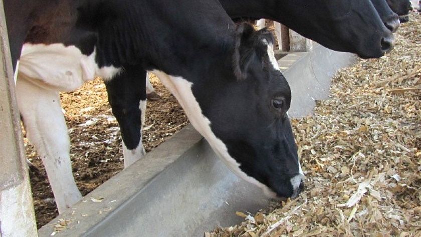 Silo de maíz, un alimento efectivo como suplemento para el ganado productor lechero