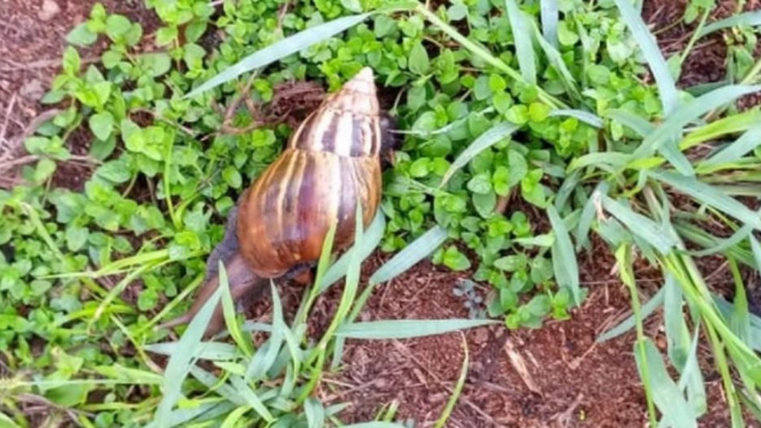 Campaña de bloqueo y erradicación del caracol gigante africano en Posadas