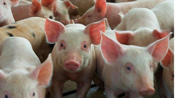 La actividad porcina tendrá una nueva Federación nacional
