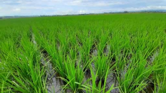 El 80% del arroz entrerriano presenta una condición entre Buena y Muy Buena