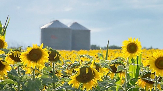Genética, sanidad y calidad: las claves que impulsan una nueva etapa para el girasol