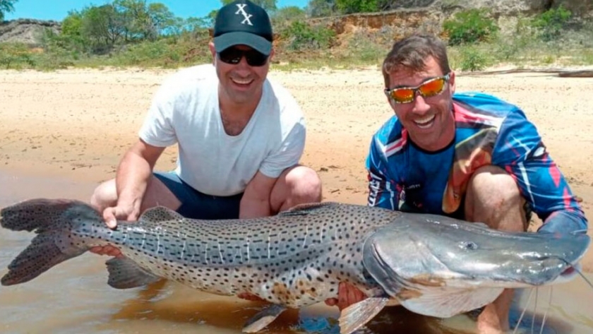 Corrientes: capturan un surubí de 60 kilos y lo devuelven al Paraná