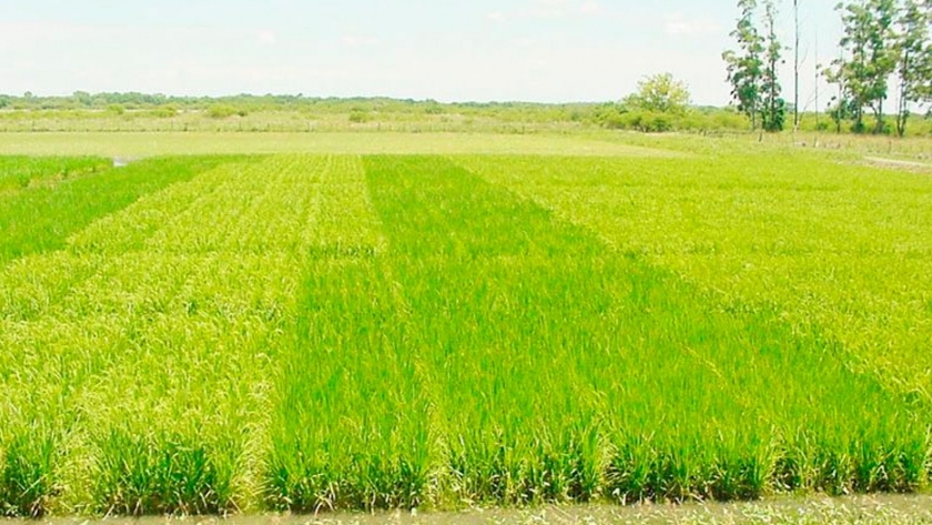 Avanza el programa Buenas Prácticas Agrícolas en el Cultivo de Arroz en Corrientes