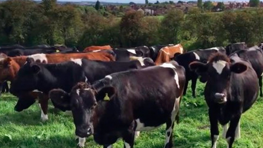 Kiwi cross, la raza de Nueva Zelanda que es ideal para productos lácteos y derivados