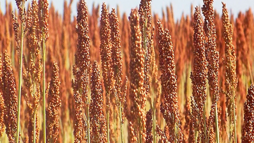 Sorgo MS108
