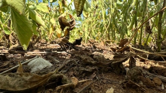 En Mato Grosso ya comienzan a ajustar a la baja las expectativas de cosecha de soja y maíz por los inconvenientes climáticos