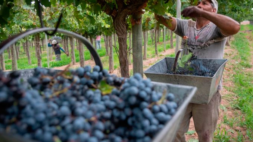 Avanzan proyectos para ampliar derechos a contratistas y trabajadores de viña