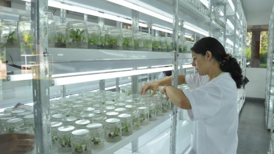 <El CEDEVA está desarrollando en sus laboratorios de biotecnología plantas de alta calidad