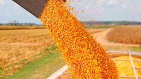 Elevan la proyección de producción de maíz en Brasil a 102,1 millones de toneladas
