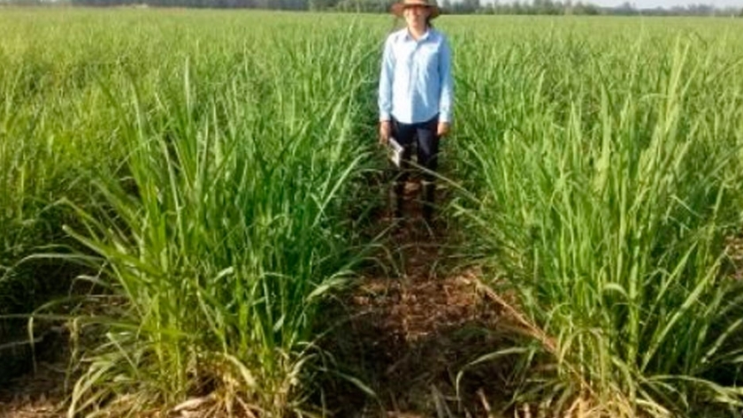 Evalúan cómo mejorar los suelos productivos con vinaza
