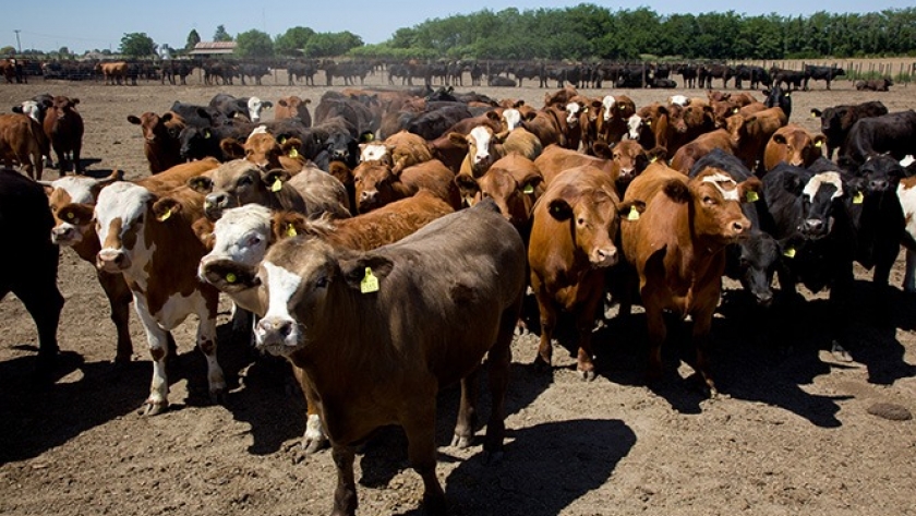 Rosgan suma tecnología a la comercialización de faena