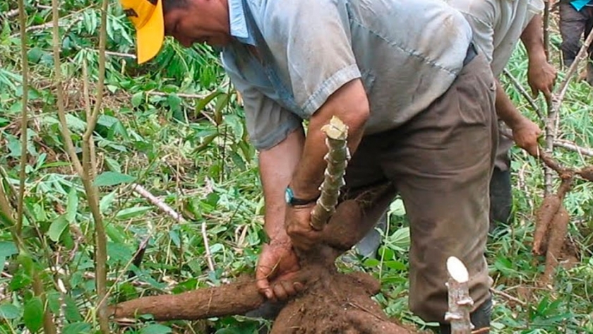 Nicaragua gana mercados de exportación con tubérculos no tradicionales
