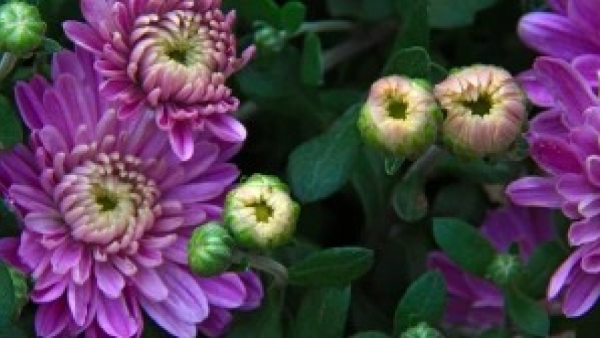 Qué semillas sembrar y qué plantar en otoño