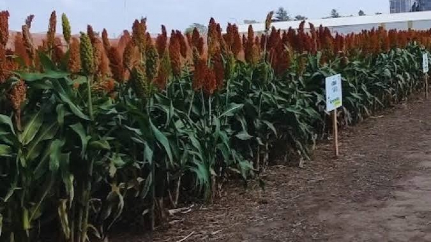 Un fertilizante cambia la respuesta del sorgo en suelos salinos: qué encontró un estudio del INTA