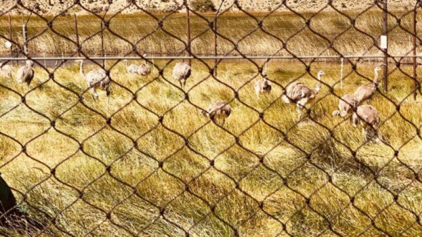 Argentina exporta ñandúes para repoblar la Patagonia chilena