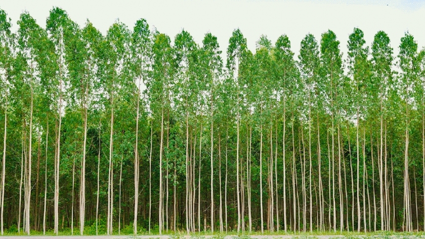 Para que un árbol se convierta en un bosque