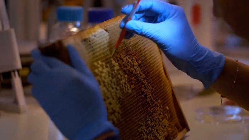 Crean la primera vacuna comestible para abejas del mundo