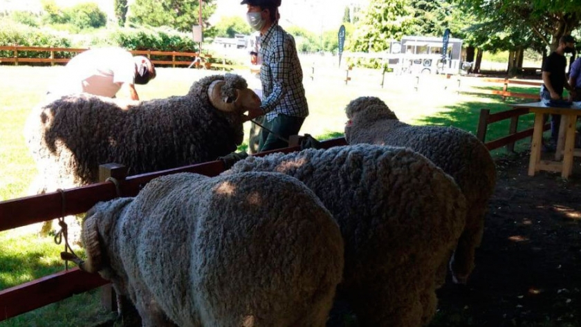 Con estrictos protocolos sanitarios, se realizó exposición de ovinos en Esquel