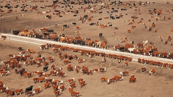 Feedlots: el Senasa simplificó la habilitación y eliminó dos requisitos vinculados al ambiente