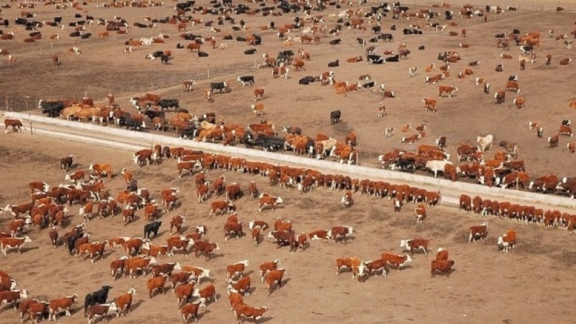 Feedlots: el Senasa simplificó la habilitación y eliminó dos requisitos vinculados al ambiente