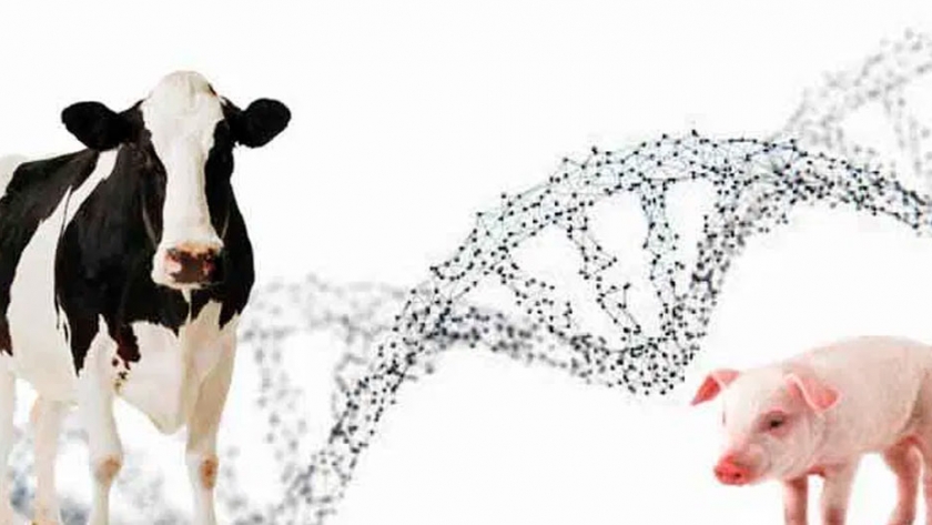 EEUU busca agilizar el marco regulatorio de la biotecnología animal
