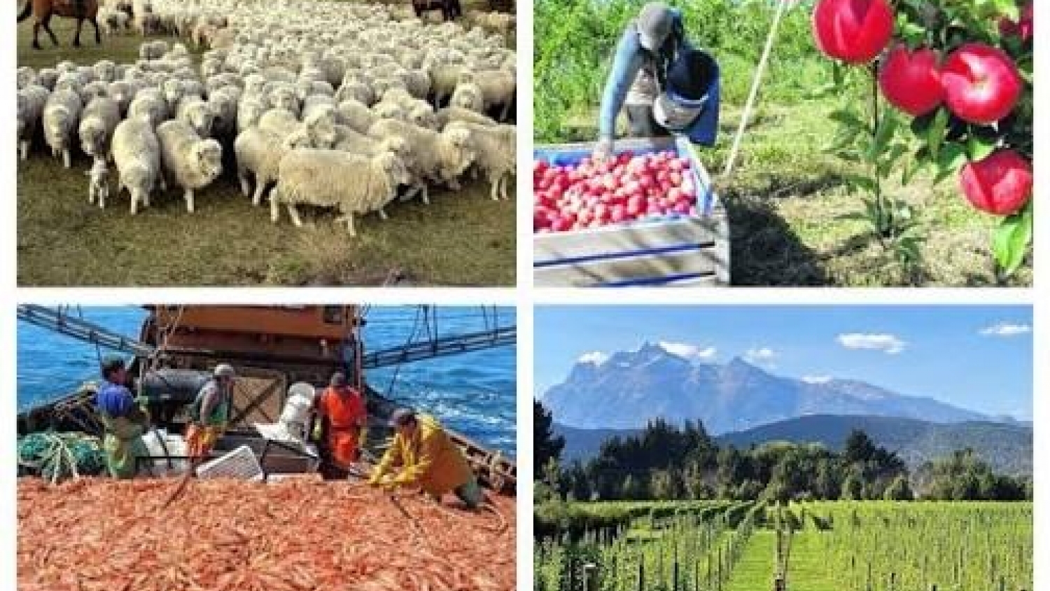 Patagonia fortalece su estatus sanitario y consolida su acceso a los mercados más exigentes del mundo