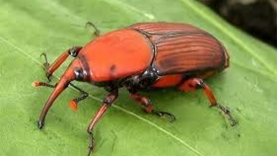 Detectan por primera vez el picudo rojo de las palmeras en la Isla Martín García y activan un plan de contingencia sanitaria