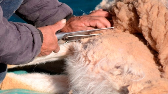 <Catamarca, una de las provincias principales en producción de fibra de vicuñas