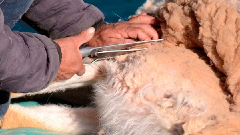 Catamarca, una de las provincias principales en producción de fibra de vicuñas