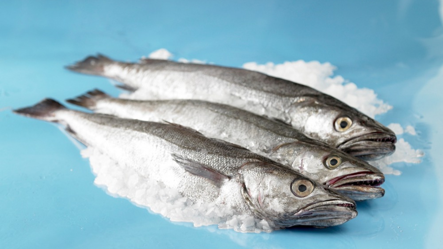 La merluza común cerrará 2025 con volúmenes similares a 2024, pero con rentabilidad prácticamente nula