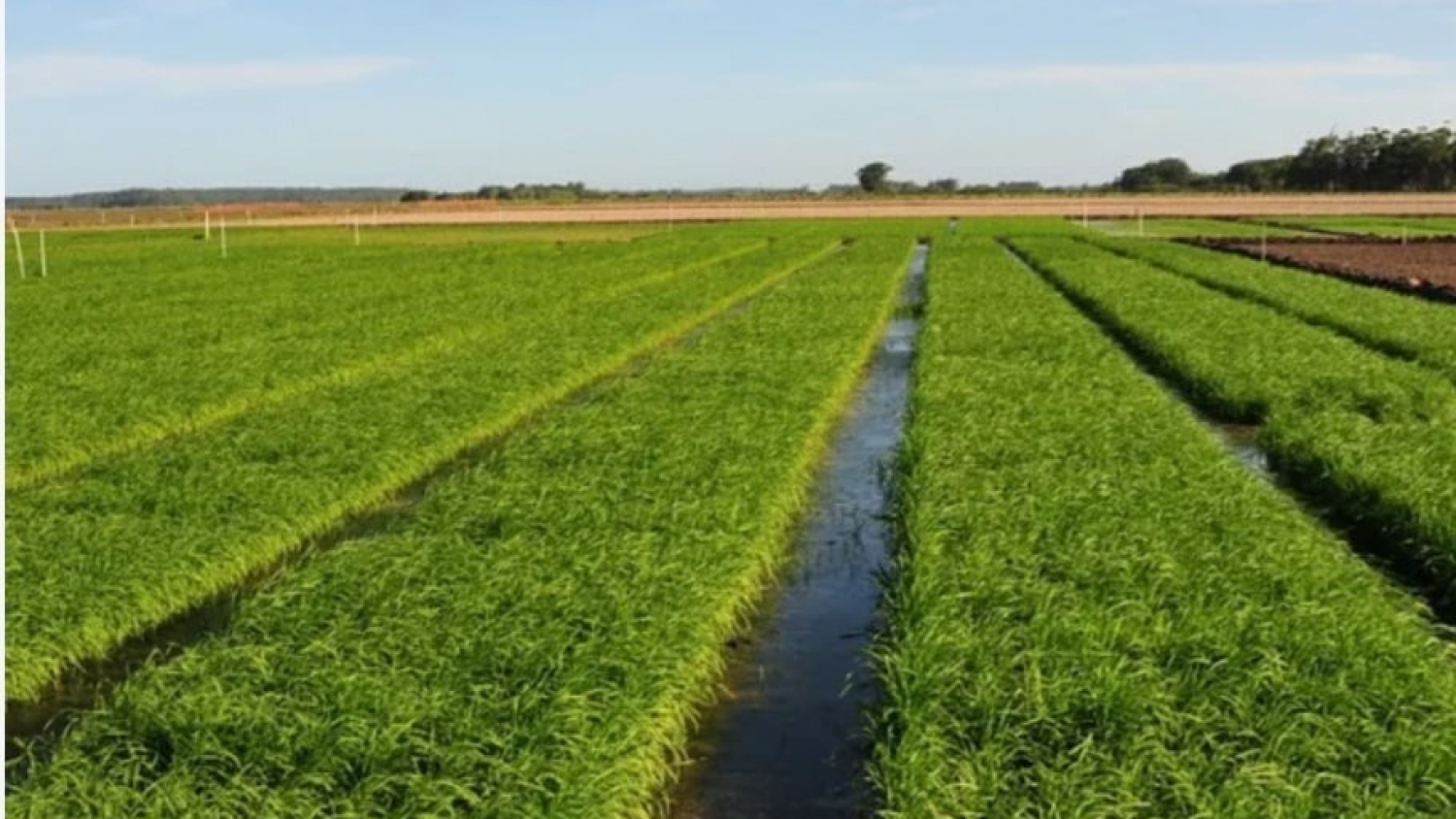 La crisis golpea al arroz: Entre Ríos podría registrar la menor siembra de los últimos 26 años