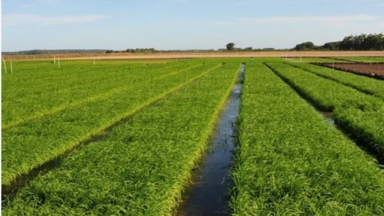 La crisis golpea al arroz: Entre Ríos podría registrar la menor siembra de los últimos 26 años