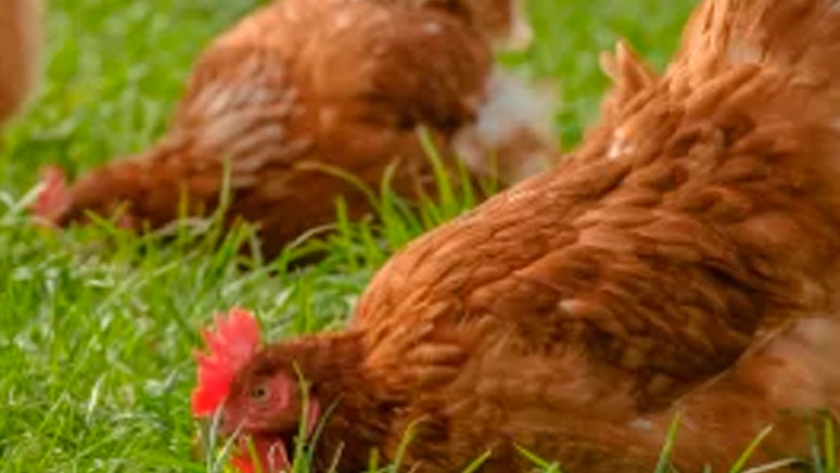 Avicultura y Bienestar Animal: Postura del IPC