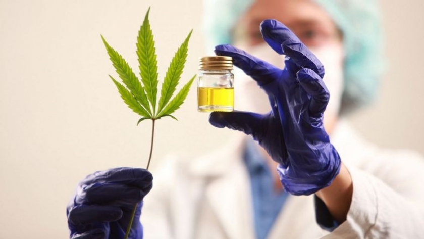 Crece el interés en el desarrollo productivo del cannabis medicinal
