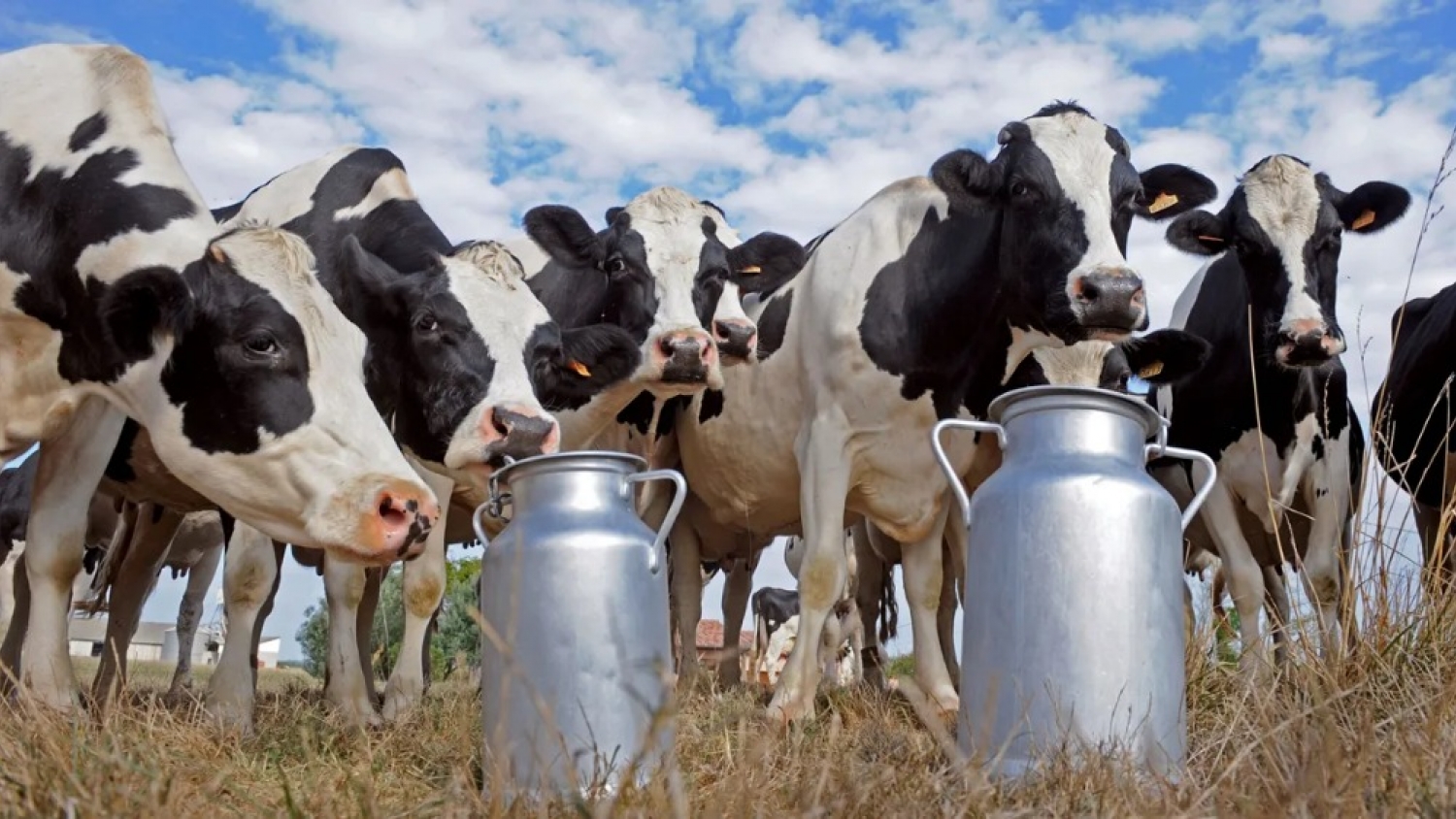 El precio de la leche superó los $500 por litro, pero los tambos siguen perdiendo frente a la inflación