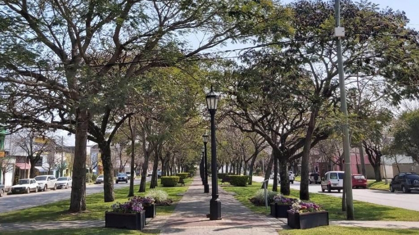 El programa "Árboles para mi Ciudad" llegó a 16 municipios a través de reuniones virtuales