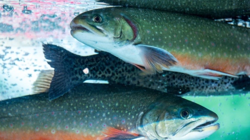 Trucha neuquina conquista Boston en feria internacional