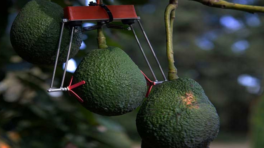 Inteligencia artificial para cultivar aguacates en México
