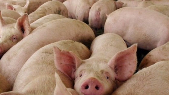 <La producción europea de carne de cerdo creció 6% en el 1er trimestre de 2021